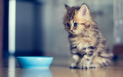 kitten looking at a food bowl