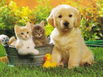 puppy-and-kittens-in-bathtub